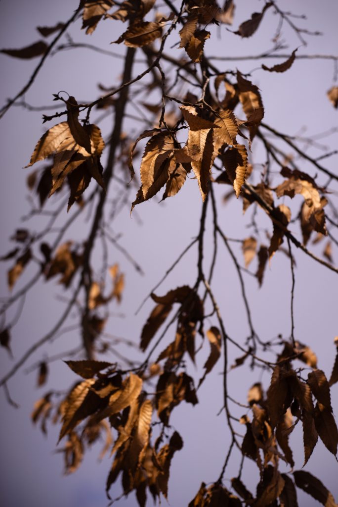 om50/1.8_1